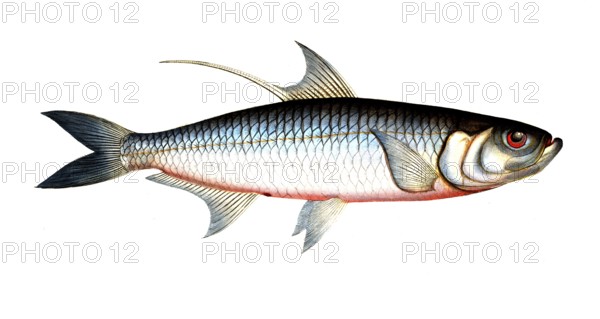 Fish, Fish, Fish genus Herring, Clupea cyprinoides, Megalops cyprinoides, Indo-Pacific tarpon, Carp