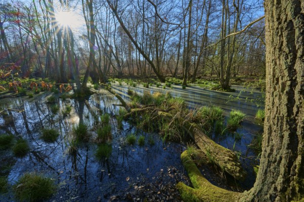 Riparian forest, marshland with sunbeams and scattered tufts of grass in the water, oak, spring,