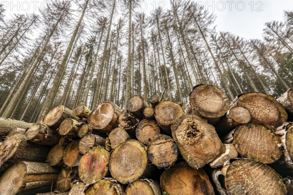 Forest dieback in the Arnsberg Forest nature park Park, over 70 per cent of the spruce trees are