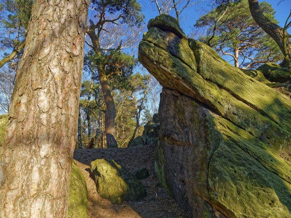 The Dörenther Cliffs, boulders and trees rooted into the rock, in the UNESCO Geopark TERRA.vita in