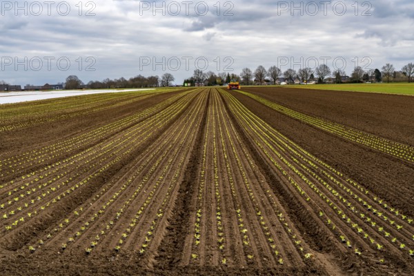 Lettuce plants, in press pots, they are planted in a field with a planting machine, agriculture,