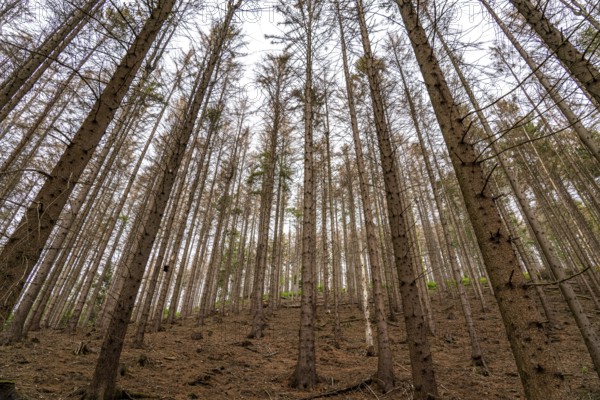 Forest dieback in the Arnsberg Forest nature park Park, over 70 per cent of the spruce trees are