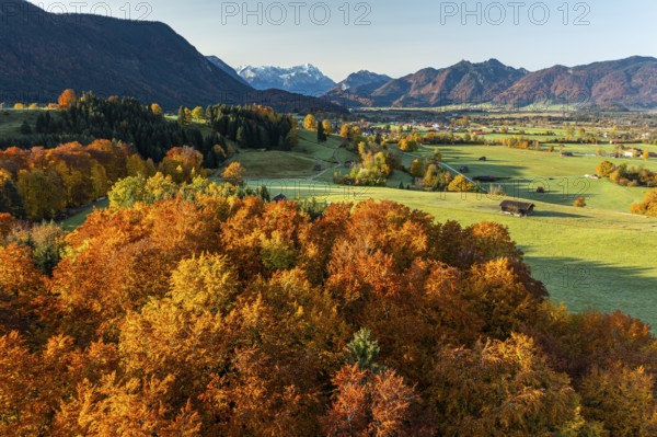 Aerial view of autumnal coloured trees in front of mountains in the morning light, beech forest,