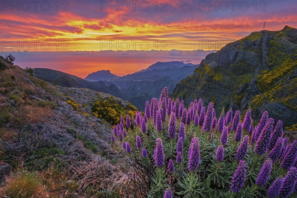 View near Pico do Arieiro of mountains over clouds with Pride of Madeira flowers and blooming