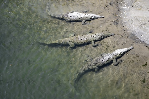 American crocodiles (Crocodylus acutus) swimming in the water, from above, Rio Tarcoles, Carara
