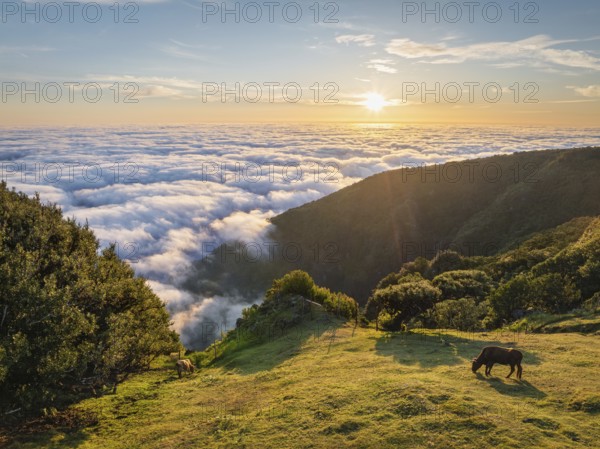 Aerial view of sunrise above clouds and green hills with cows grazing at Fanal mountain, Madeira