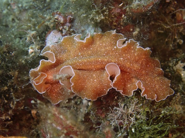 An orange sea creature with wavy edges and a filigree pattern, golden flatworm (Yungia aurantiaca),