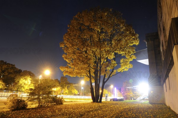 A large tree with yellow foliage on an autumn evening, illuminated by street lamps and surrounded