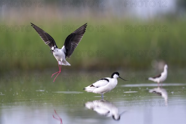 Black-winged Stilt (Himantopus himantopus) and black-capped avocet (Recurvirostra avosetta), in the