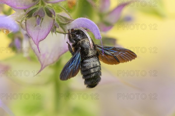 Macro photograph of a large wood bee (Xylocopa violacea) with iridescent wings on a clary (Salvia