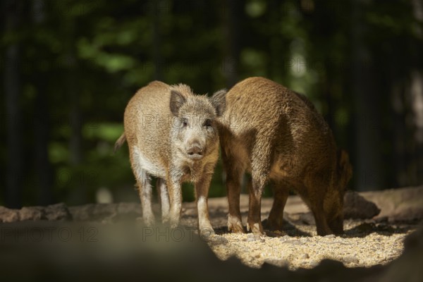 Wild boar (Sus scrofa) picklet in a forest in summer, Bavarian Forest National Park, Bavaria,