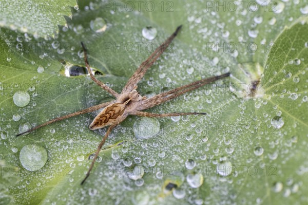 Nursery web spider (Pisaura mirabilis), Emsland, Lower Saxony, Germany, Europe