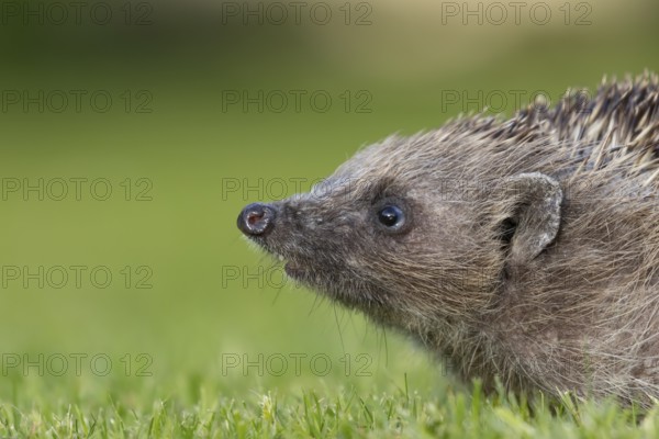 European hedgehog (Erinaceus europaeus) adult animal on a garden grass lawn, Suffolk, England,