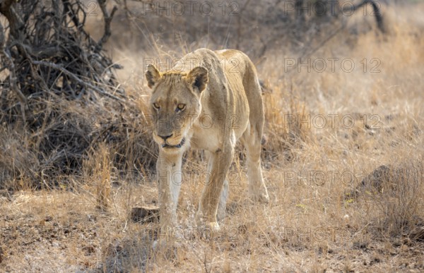 Lion (Panthera leo), adult female, walking through dry grass, African savannah, Kruger National