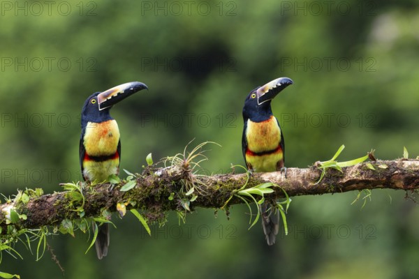 Collared Aracari (Pteroglossus torquatus), Toucans (Ramphastidae), Laguna del Lagarto Lodge,