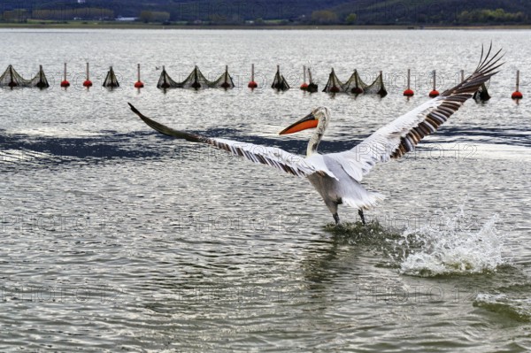 Dalmatian Pelican (Pelecanus crispus) flying away, wings spread, Lake Kerkini, Lake Kerkini,
