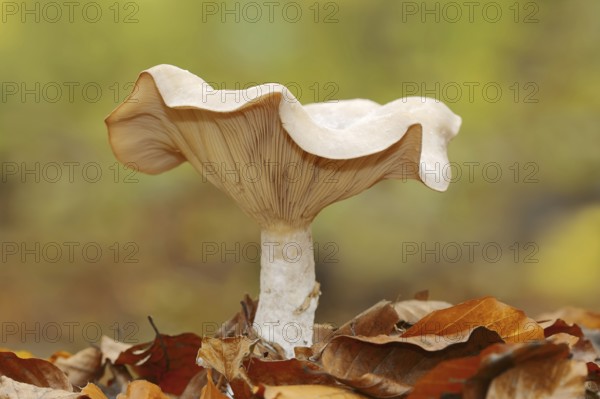 Foggy grey funnel mushroom or fog cap (Lepista nebularis, Clitocybe nebularis), North