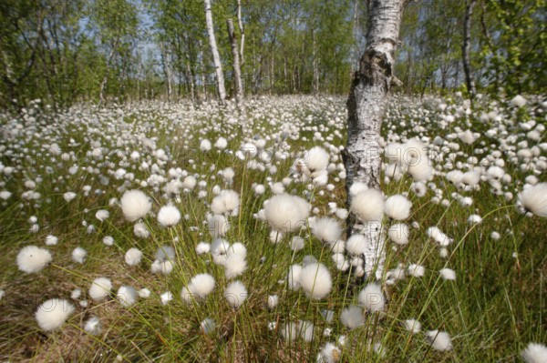Hare's-tail cottongrass (Eriophorum vaginatum) in a bog, fruit stand, cottongrass flower, Lower