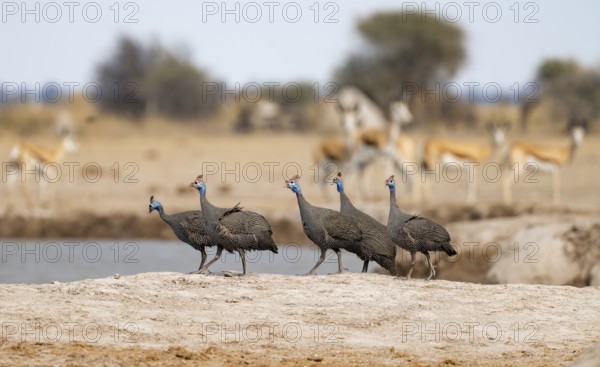 Helmeted guinea fowl (Numida meleagris), group at the waterhole, Nxai Pan National Park, Botswana,