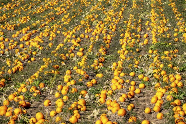 Pumpkin field, ripe pumpkins, shortly in front of harvest, near Neuss, North Rhine-Westphalia,
