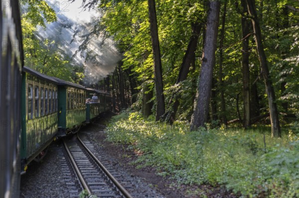 A steaming train travels through a green, shady forest, rays of sunlight penetrate the foliage,