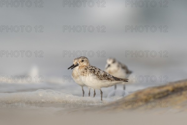 Sanderling (Calidris alba) feeding on a beach. Camaret sur mer, Crozon, Finistere, Brittany,