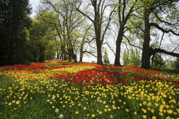 Park and flower meadow with colourful tulips, Mainau Island, Lake Constance, Baden-Württemberg,