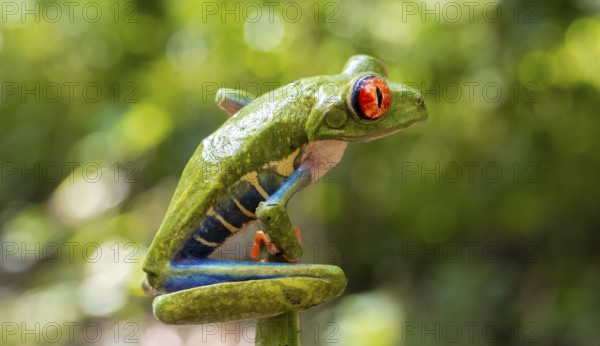 Red-eyed tree frog (Agalychnis callidryas), sitting on a branch, Heredia province, Costa Rica,