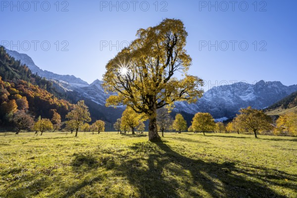 Sycamore maple with autumnal yellow foliage and Solaster endeca, large maple base in autumn, rocky