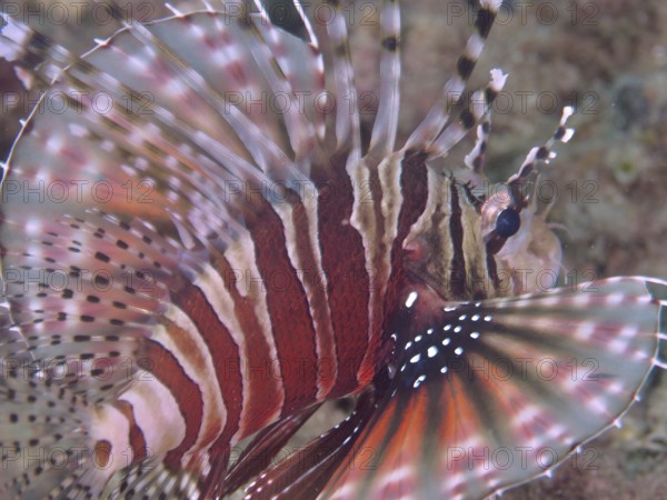 Close-up of a zebra dwarf lionfish (Dendrochirus zebra) with striking fin pattern, dive site Twin