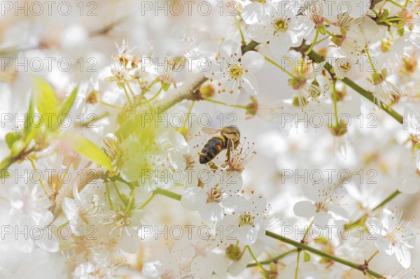 Western honey bee (Apis mellifera) fruit blossom, petals, honey bee, beekeeper, organic honey,