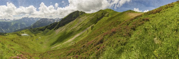 Alpine rose blossom, panorama from the Fellhorn over the Schlappoldsee and mountain station of the