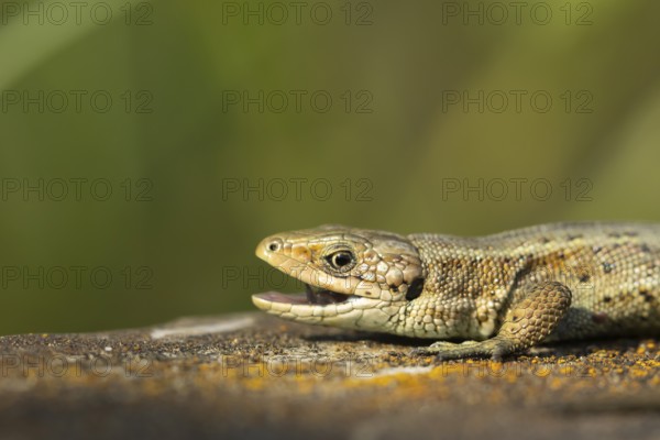 Common lizard (Zootoca vivipara) adult reptile with its mouth open on a wooden sleeper, England,