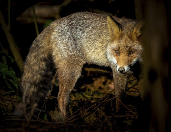 Red fox (Vulpes vulpes) standing in the thicket of the forest, hiding, curious, many branches