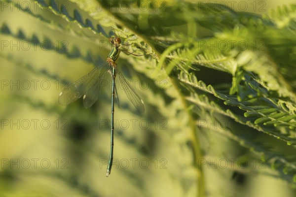 Emerald damselfly (Lestes sponsa) adult insect on a Bracken plant leaf in the summer, England,