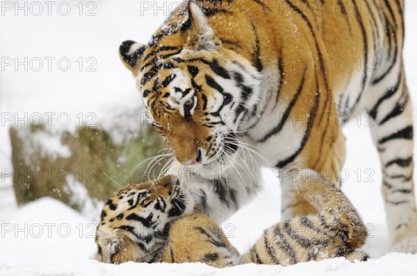 A tiger gently interacting with a young in a snowy forest, Siberian tiger (Panthera tigris