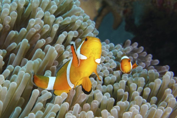 Ocellaris Clownfish (Amphiprion ocellaris) in a sea anemone, dive site Coral Garden, Menjangan,