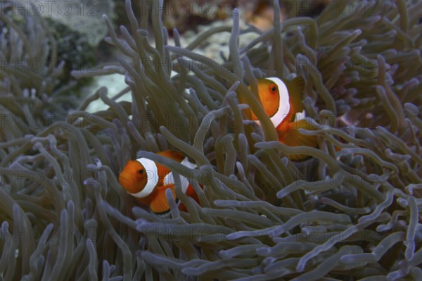 Two Ocellaris Clownfish (Amphiprion ocellaris) swimming between the tentacles of a sea anemone,