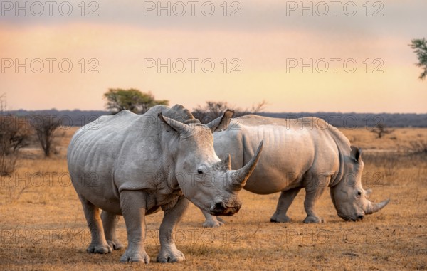 Southern white rhinoceros (Ceratotherium simum simum), two rhinos at sunset, Khama Rhino Sanctuary,