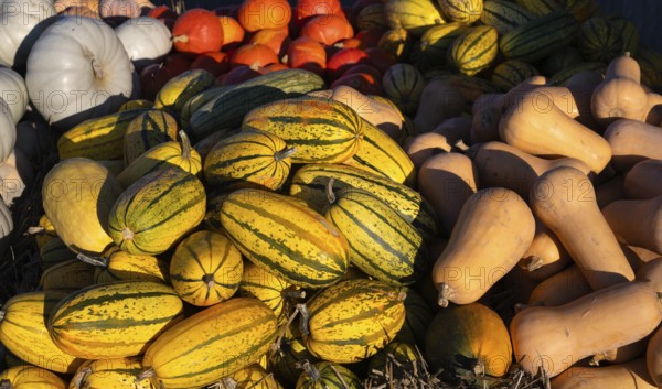 Various pumpkins for sale, butternut, butternut, red hokkaido, spaghetti squash, retail, Stuttgart,