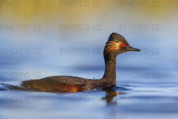 Black-necked grebe (Podiceps nigricollis), swimming in the water, Hides de El Taray / Floating Hid,