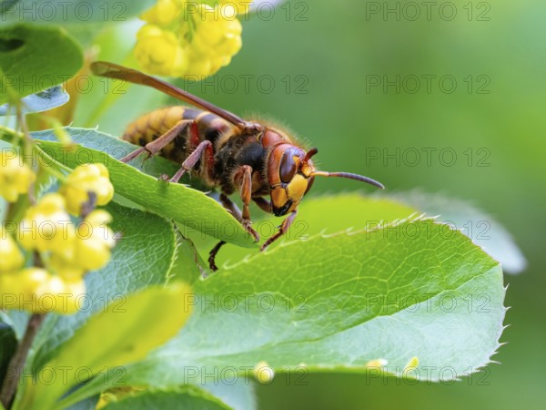 European hornet (Vespa crabro), insect, insects, macro, plant, garden, Neuhofen,