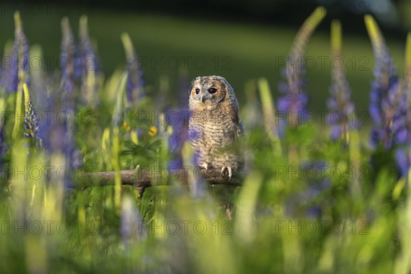 One young Ural owl (Strix uralensis) sitting on a branch lying in a field of flowering lupines in