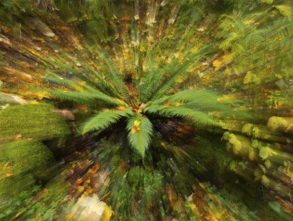 Abstract image of a fern plant, (Polypodium) in autumn, in the Rhön UNESCO Biosphere nature