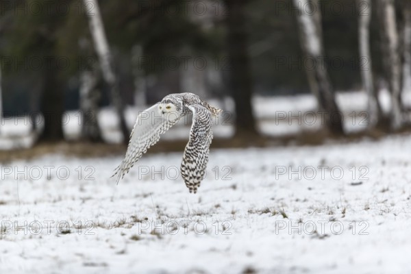 One snowy owl, Bubo scandiacus, Bubo scandiaca, Nyctea scandiaca flying over a snowy meadow with a