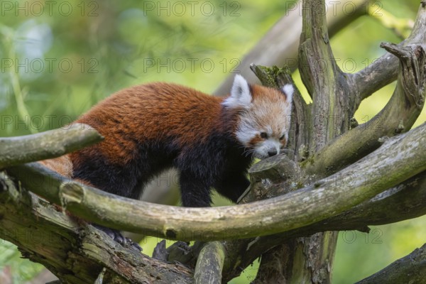 One red panda, Ailurus fulgens, walking over a branch of a dead tree. Fresh green vegetation in the
