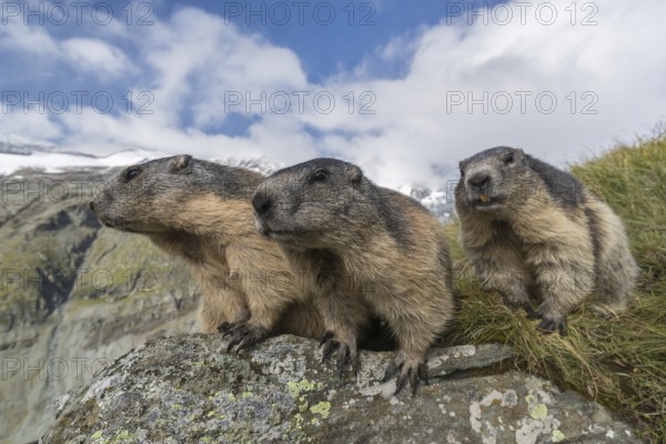 Three Alpine Marmot, Marmota marmota, sitting on a rock. Green grass around, mountains and blue sky