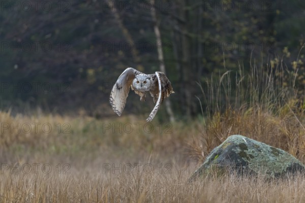 One Siberian Eagle Owl (Bubo bubo sibiricus) flying over tall reed grass lakeshore on an autumnal