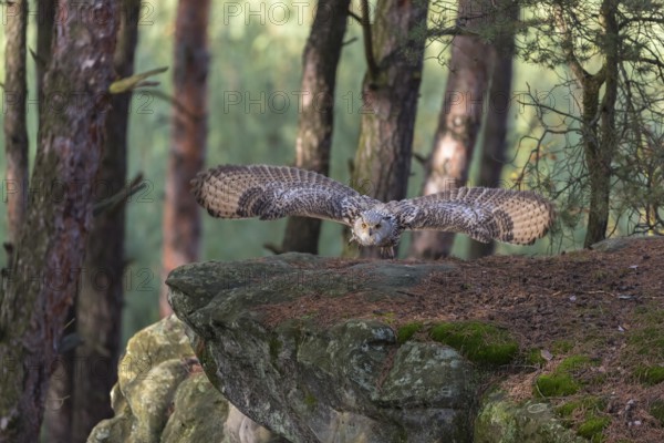 One Siberian Eagle Owl (Bubo bubo sibiricus) flying thru a forest. Rocks and trees in the