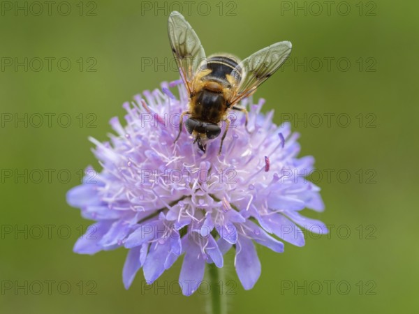 Fly, hoverfly, insect, (Eristalis horticol), Black Forest, Feldberg region, Baden-Württemberg,